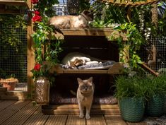 two cats laying on top of wooden shelves in a garden