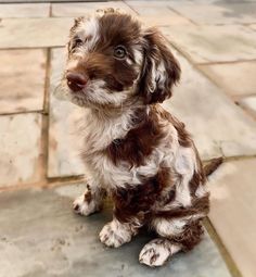 a small brown and white dog sitting on top of a cement floor next to a sidewalk