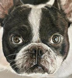 a black and white boston terrier dog looking at the camera with an intense look on its face