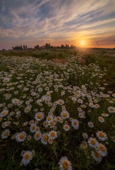 the sun is setting over a field full of daisies