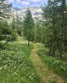 a trail in the middle of a forest with lots of trees and flowers on it