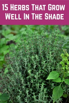 herbs that grow well in the shade