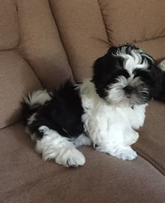 a small black and white dog laying on top of a couch