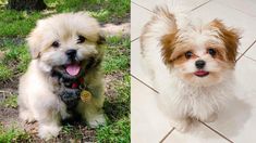 two small dogs sitting on top of a tile floor next to each other in the grass