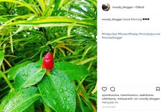 a red flower on top of a green leafy plant with water droplets around it