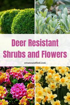 different types of flowers with the words deer resistant shrubs and flowers on them in pink, yellow