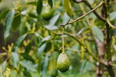 an avocado hanging from a tree branch