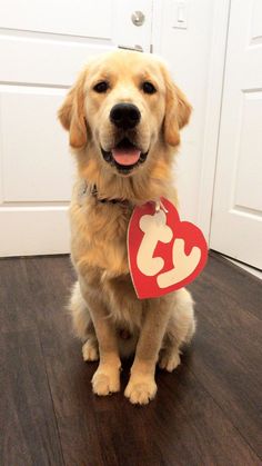 a dog sitting on the floor with a heart shaped tag in front of its mouth