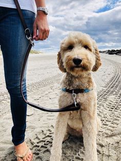 a dog is sitting on the beach with its owner