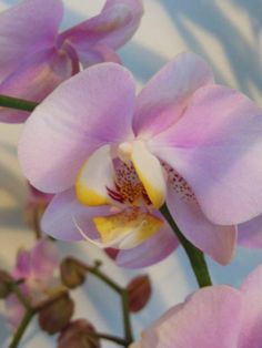 pink orchids are blooming on a white and blue background