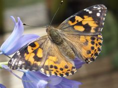 a close up of a butterfly on a flower