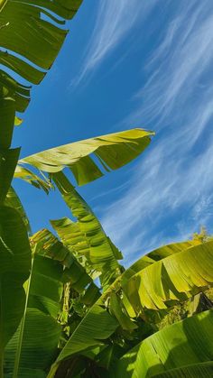 green leaves against a blue sky with wispy clouds