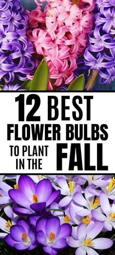 purple and pink flowers with the words, 12 best flower bulbs to plant in the fall