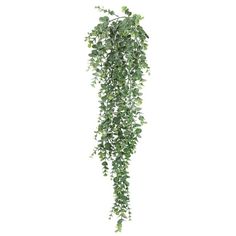 a green plant hanging from the side of a white wall