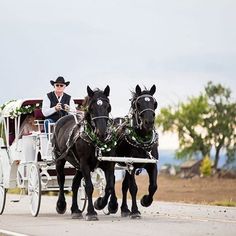 two black horses pulling a white carriage down the road