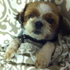 a small brown and white dog laying on top of a bed