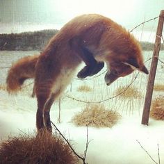 a red fox jumps into the air to catch something