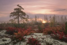 the sun is setting in the foggy forest with snow on the ground and trees