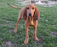 a brown dog standing on top of a lush green field