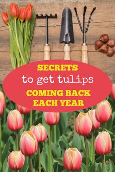 tulips and garden tools with the words secrets to get tulips coming back each year