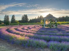 a lavender field with a gazebo in the middle