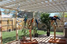 several colorful birds perched on perches in a backyard