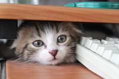 a cat is peeking out from under a desk with a computer keyboard on top of it