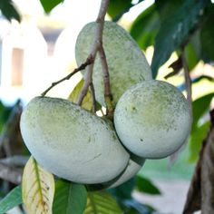 three unripe mangoes hanging from a tree