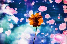 a single yellow flower sitting on top of a blue and pink field with bubbles in the background