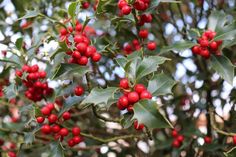 red berries and green leaves on a tree