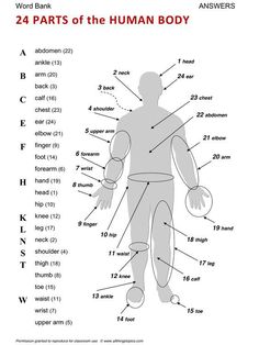 the human body is shown in this screenshote, and it shows different parts