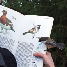 a person is reading a book with birds on it and the words what are the changes?