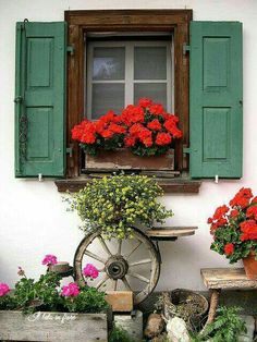 red geranias and other flowers in front of a window with green shutters