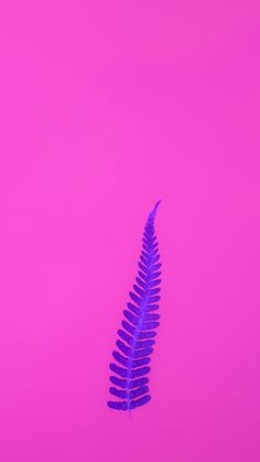 a blue fern leaf against a pink background