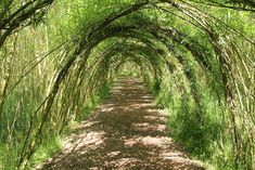 an image of a path that is made out of trees and grass with leaves on it