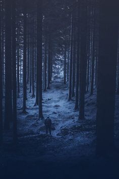 a person walking through the woods at night