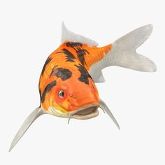 an orange and black fish with white fins