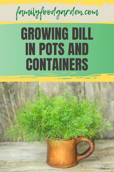 growing dill in pots and containers with text overlay that says growing dill in pots and containers