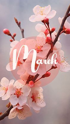 pink flowers are blooming on a branch with the word monday written in white letters