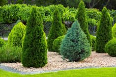 Arborvitae Blue Cone, Thuja orientalis, Oriental Arborvitae, Platycladus orientalis The Blue Cone Arborvitae is a stunning evergreen tree that grows in a tall, narrow cone shape. It is an excellent choice for creating a natural privacy screen or windbreak in your landscape. This tree has soft, feathery foliage that is a beautiful blue-green color and adds a striking contrast to the surrounding greenery. It is also drought tolerant and low maintenance, making it an ideal tree for a busy gardener Inside House Plants, Thuja Orientalis, Best Bathroom Plants, Small Evergreen Shrubs, Christmas Cactus Care, Cactus Care, Plant Care Houseplant, Best Indoor Plants, Bathroom Plants