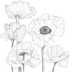 three large flowers are shown in this black and white drawing, with the petals slightly open