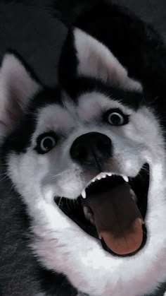 a black and white husky dog with its mouth open