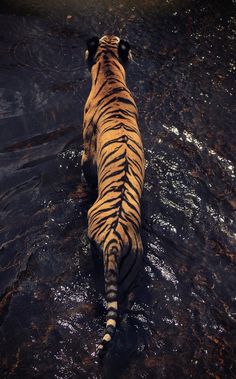 a tiger in the water looking up at its back legs and tail, with it's mouth open