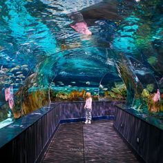 a person is standing in front of an aquarium with fish and corals on the walls