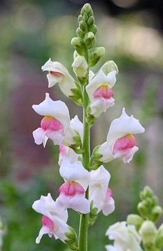 white and pink flowers with green stems in the foreground