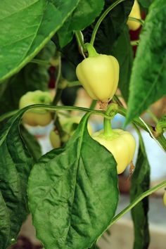 yellow bell peppers growing on a plant with green leaves