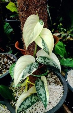 several potted plants with white and green leaves