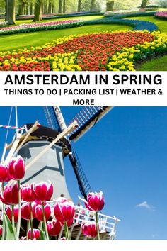 a windmill and flowers with the words amsterdam in spring things to do packing list weather & more