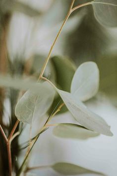 a close up view of some green leaves