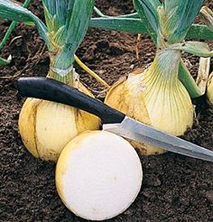 some onions are laying on the ground with a knife in it's middle and two bulbs still attached to them